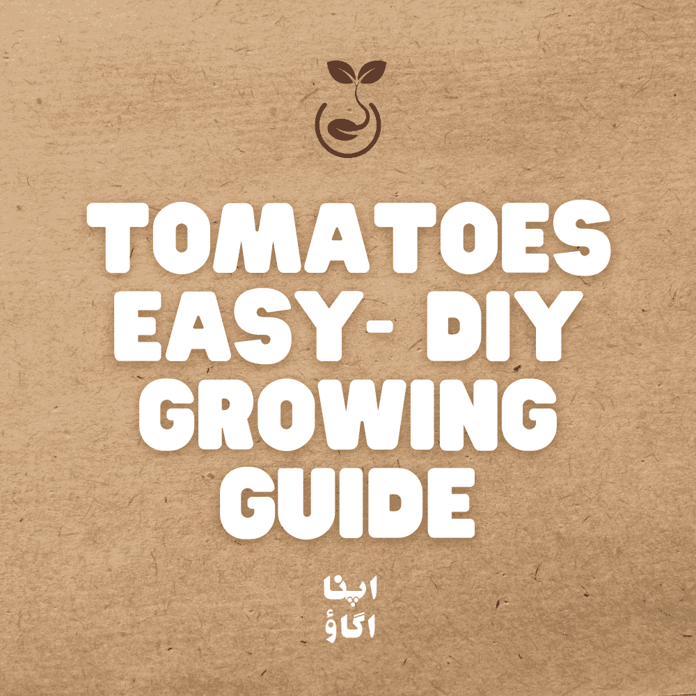 How to Grow Tomatoes at Home  – Complete Gardening Guide