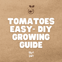 How to Grow Tomatoes in Pakistan: Cherry, Roma, Heirloom and More