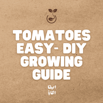 How to Grow Tomatoes at Home  – Complete Gardening Guide