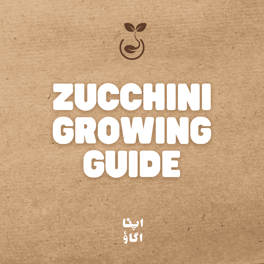How to grow zucchini (tori) at home in Pakistan - ApnaUgao