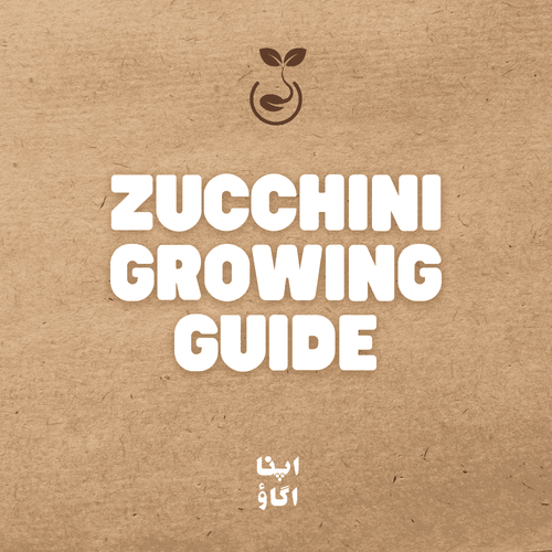 How to grow zucchini (tori) at home in Pakistan - ApnaUgao
