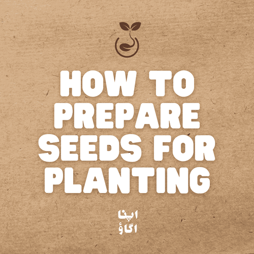 Seed preparation methods for gardening in Pakistan - ApnaUgao