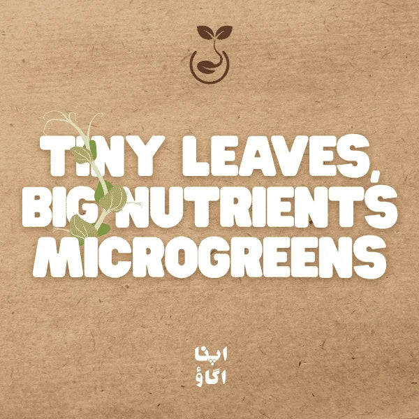 What Are Microgreens? The Easiest Indoor Garden for Pakistani Homes