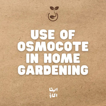 How to Use Osmocote Plus in Home Gardening: Complete Guide for Pakistan