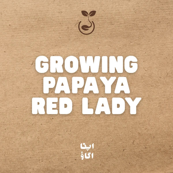 how to grow papaya red lady in Pakistan