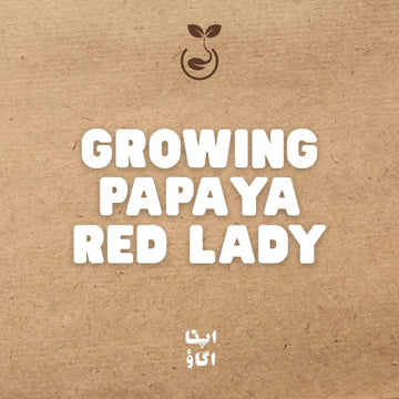 how to grow papaya red lady in Pakistan