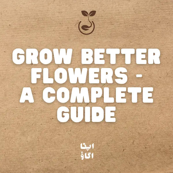 How to Use Rose 'n Flowers Bloom Booster for More Flowers: Complete Guide for Pakistan