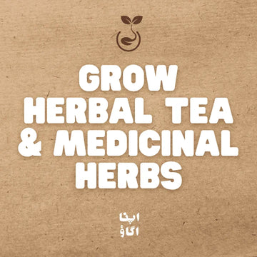 How to grow Herbal Tea & Medicinal Herbs
