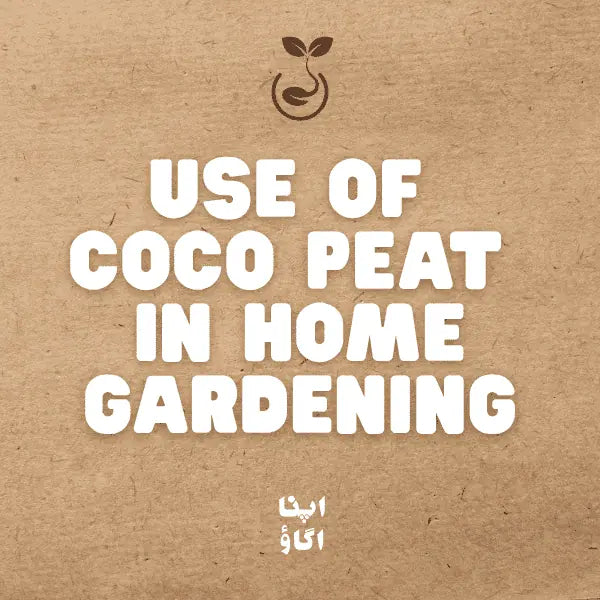How to Use Coco Peat in Home Gardening: Complete Guide for Pakistan