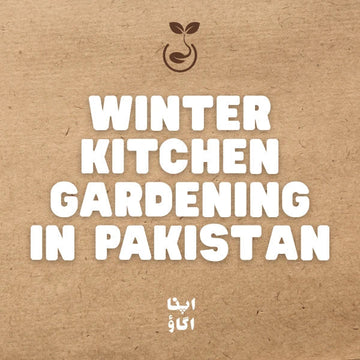 Winter Vegetables in Pakistan: The Fun Kitchen Gardening & Rooftop Guide