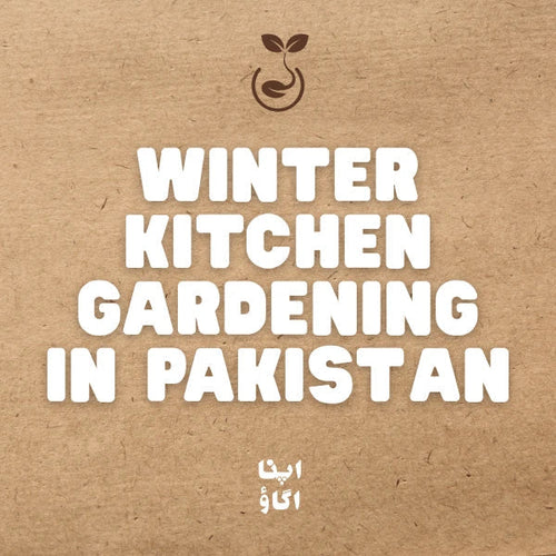 Winter Vegetables in Pakistan: The Fun Kitchen Gardening & Rooftop Guide