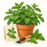 Mint (pudina) seeds – peppermint, spearmint and lemon balm | Apnaugao