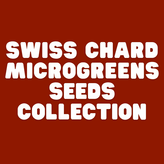 Swiss Chard Mircogreens Seeds Mix - Apnaugao