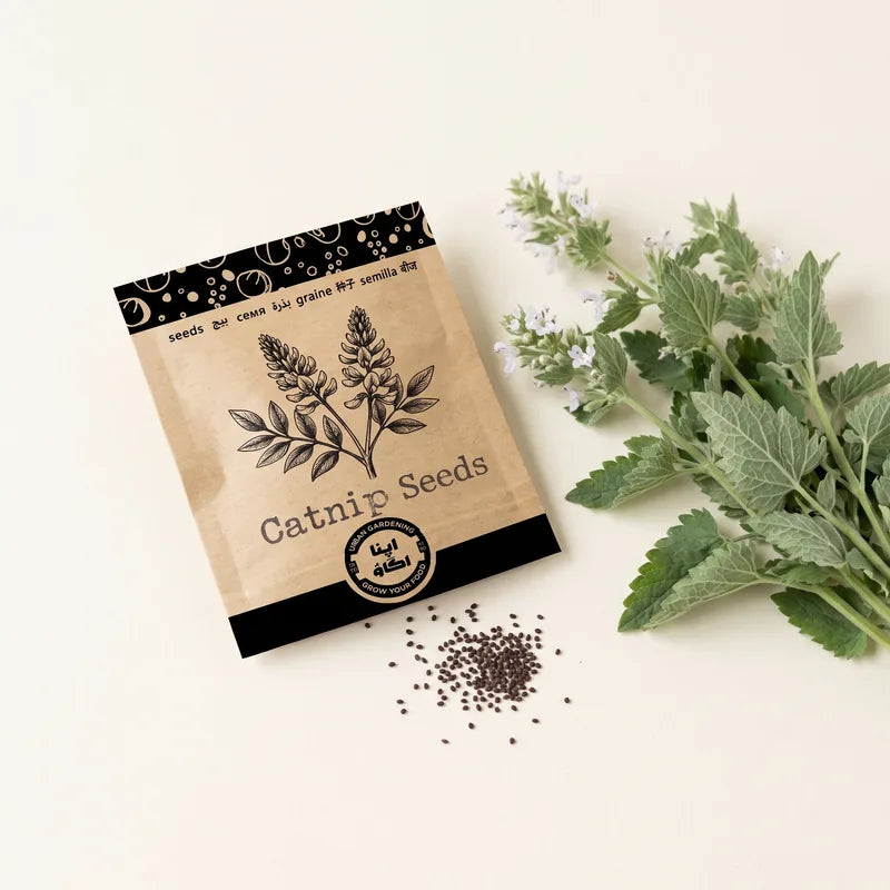 Apnaugao catnip seeds packet with fresh catmint sprigs and seeds – buy catnip seeds online in Pakistan