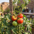 Tres Cantos tomatoes ripening on a staked plant in a rooftop kitchen garden in Pakistan
