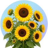Sun Flower Seeds