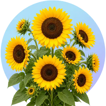 Sunflower seeds icon
