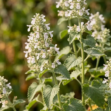 Catnip (Nepeta cataria) plant with white flower spikes and grey-green leaves – catmint herb seeds Pakistan