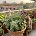 Cat enjoying a potted catnip plant on a balcony in Pakistan – grow catmint at home