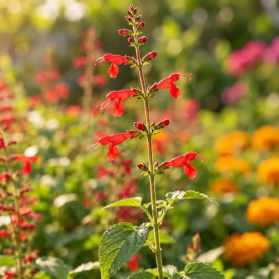 Salvia Coccinea Seeds – Red Scarlet Sage Perennial Flower