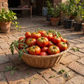 Basket of freshly harvested Tres Cantos heirloom tomatoes in a Pakistani home garden