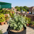 Catnip plant growing in a grow bag on a rooftop garden in Lahore with bees on white flowers