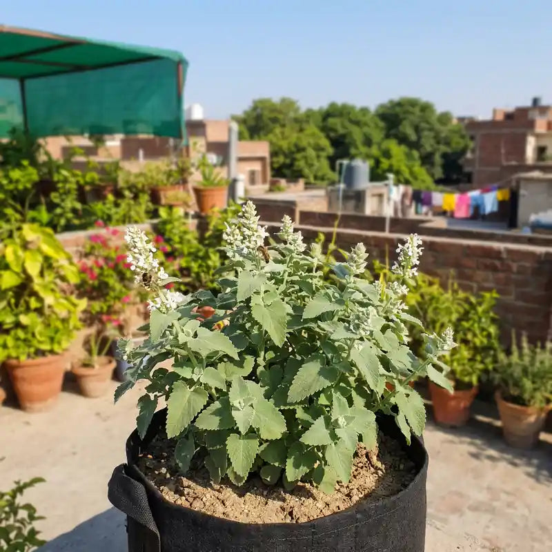 Catnip plant growing in a grow bag on a rooftop garden in Lahore with bees on white flowers