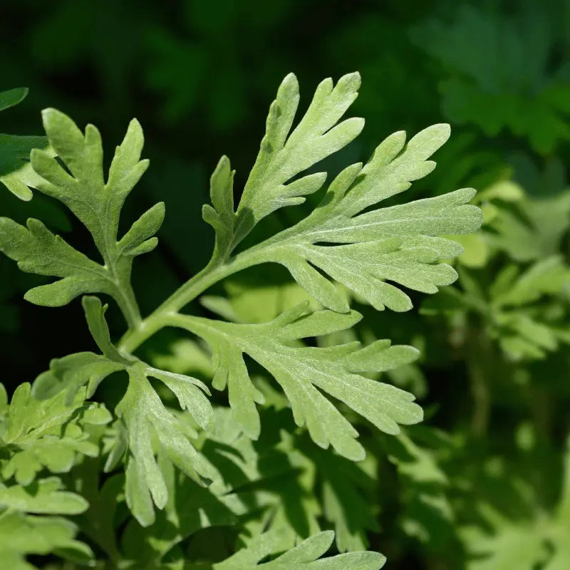 known as Green Ginger, Wormwood seeds- apnaugao