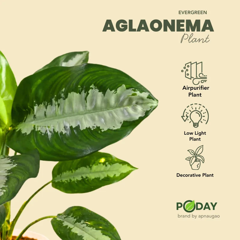 Buy Aglaonema Chinese Evergreen  with self-watering pot | apnaugao