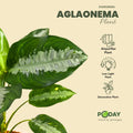 Aglaonema plant with free home delivery in Pakistan by PODAY.