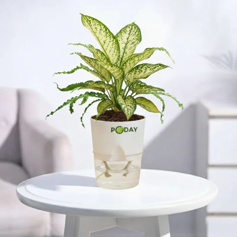 Buy Aglaonema Chinese Evergreen  with self-watering pot | apnaugao