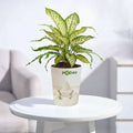 Buy Aglaonema Chinese Evergreen  with self-watering pot | apnaugao