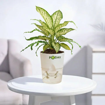Buy Aglaonema Chinese Evergreen  with self-watering pot | apnaugao