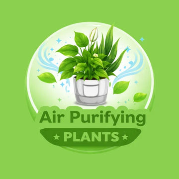 Illustration of a potted plant with air purifying text on a green background