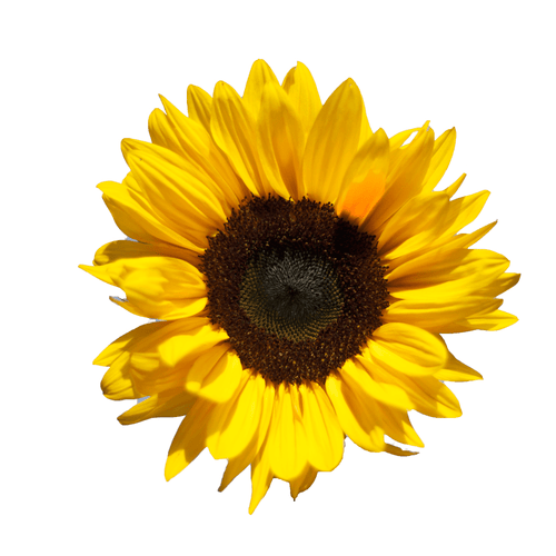 American Giant F1 Hybrid Sunflower Seeds – Tall Giant Variety