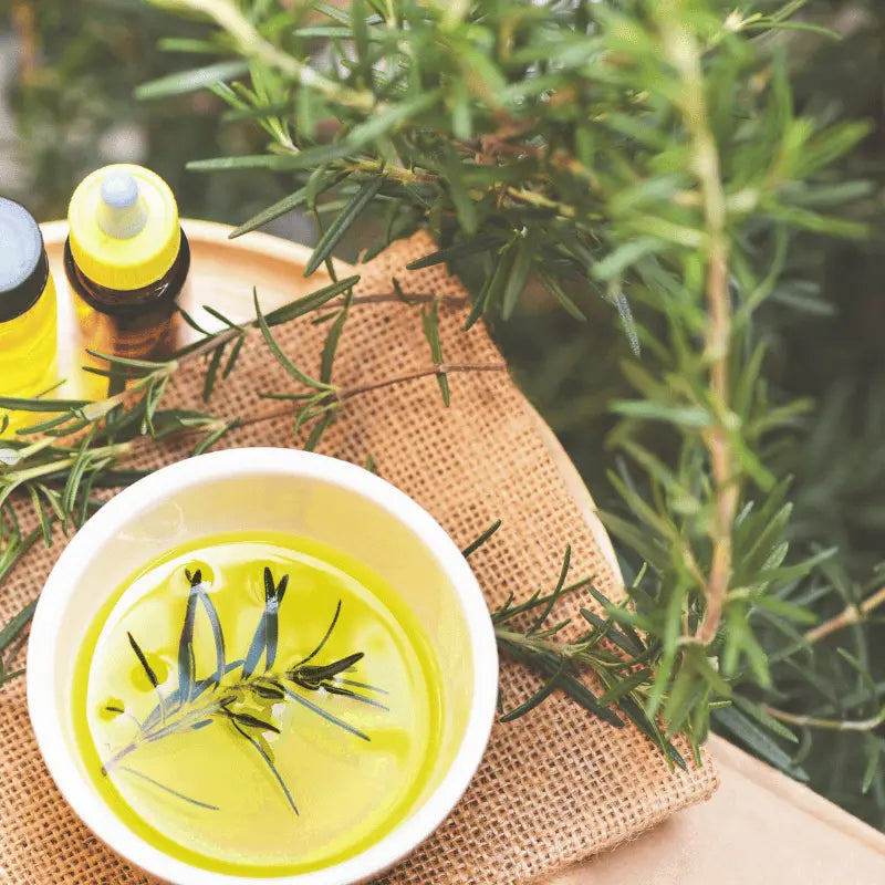 grow your own rosemary in your home garden