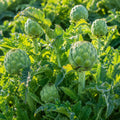 Artichokes green globe growing in a field with green leaves