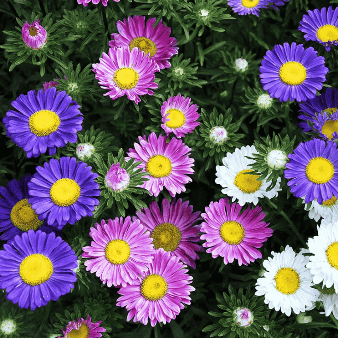 aster flower seeds tall variety