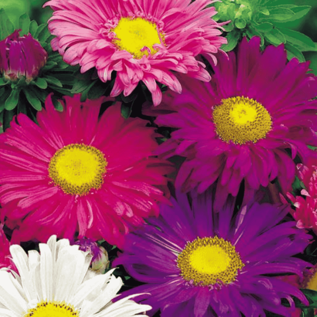 aster flower seeds tall variety