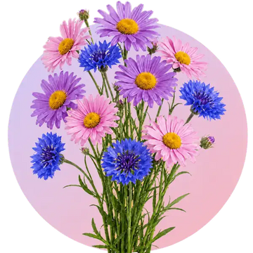 Aster flower seeds in Pakistan