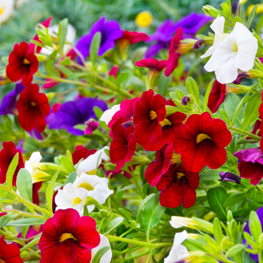 Petunia Balcony Hanging Mix Hybrid Flower Seeds