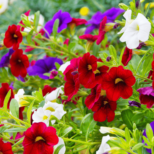 Petunia Balcony Hanging Mix Hybrid Flower Seeds