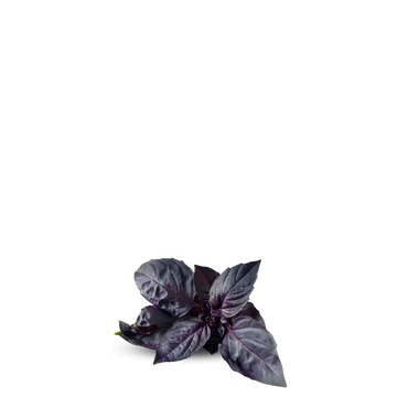 Dark Opal Basil Herb Seeds