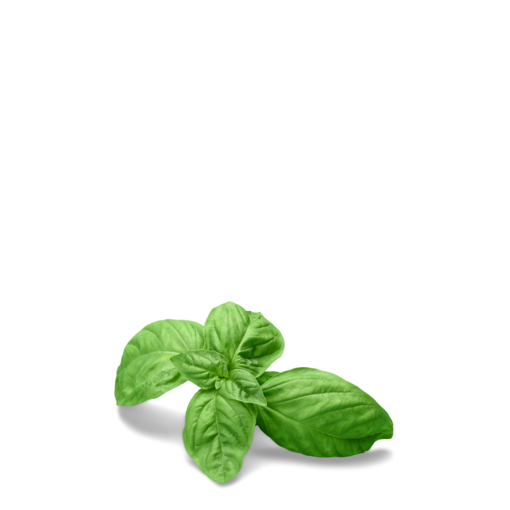 Sweet Basil Herb Seeds