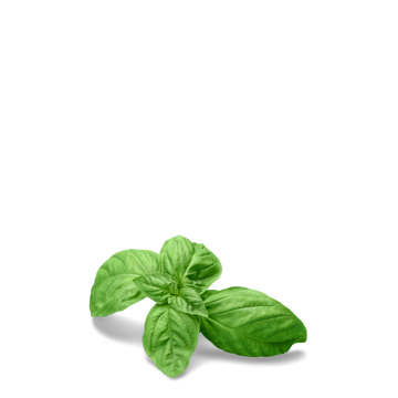 Sweet Basil Herb Seeds