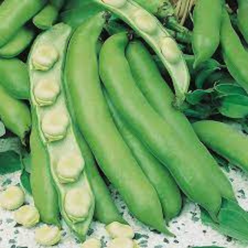 Broad Beans Seeds Violet Seeded Early