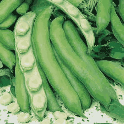 Broad Beans ‘Violet-Seeded Early’ – Early-Maturing Heirloom Fava Beans
