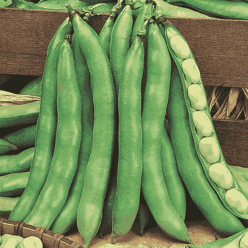 Broad Beans ‘White-Seeded Early’ – Early-Maturing Heirloom Fava Beans
