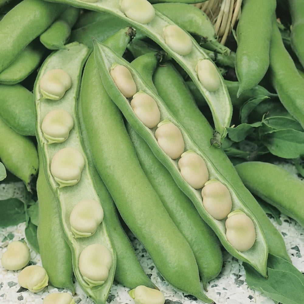 buy apnaugao broad beans violet early in Pakistan