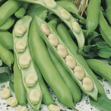 buy apnaugao broad beans violet early in Pakistan